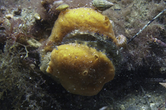 Mimachlamys asperrima