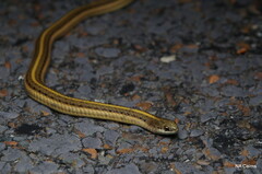 Tropidoclonion lineatum