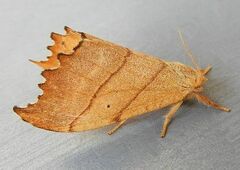 Drepana bilineata