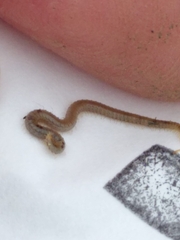 Henia vesuviana