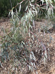 Eucalyptus camaldulensis