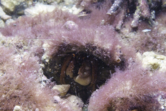 Paguristes frontalis