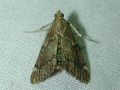 Hypsopygia intermedialis