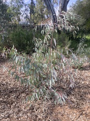 Eucalyptus camaldulensis