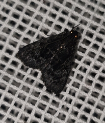 Neumichtis nigerrima