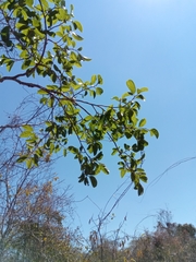 Rhopalocarpus