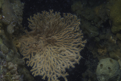 Melithaea zimmeri