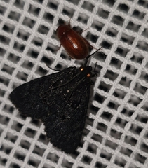 Neumichtis nigerrima