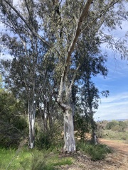 Eucalyptus camaldulensis