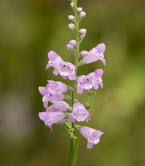 Physostegia intermedia