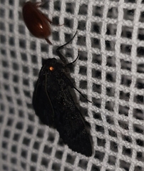 Neumichtis nigerrima