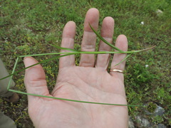 Carex hoodii