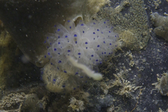 Clavelina pseudobaudinensis
