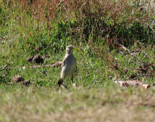White-browed Ground-tyrant
