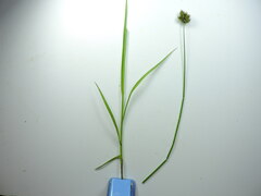 Carex hoodii