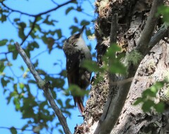 Pygarrhichas albogularis