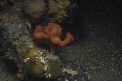 Sycozoa cerebriformis