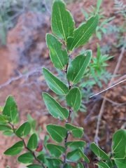 Ziziphus mucronata