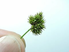 Carex hoodii