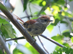 Synallaxis ruficapilla