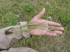 Carex kelloggii