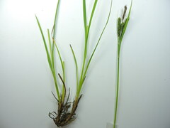 Carex kelloggii