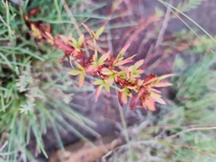 Myrothamnus flabellifolius