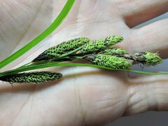 Carex kelloggii