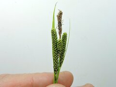 Carex kelloggii