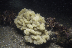 Aplidium