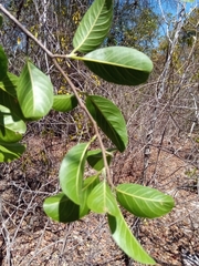 Rhopalocarpus