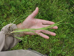 Juncus ensifolius