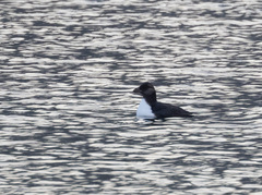 Fratercula corniculata