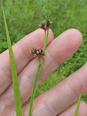 Juncus ensifolius