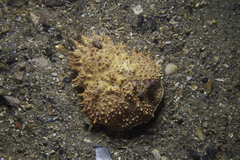 Leptomithrax gaimardii