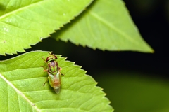 Hedriodiscus trivittatus
