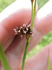Juncus ensifolius
