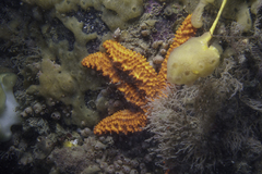 Uniophora granifera