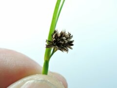 Juncus ensifolius
