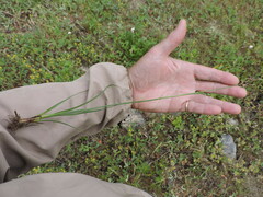 Juncus longistylis