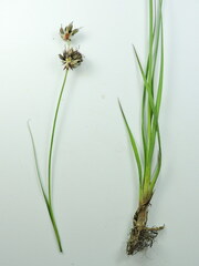 Juncus longistylis