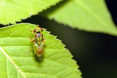 Hedriodiscus trivittatus