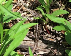 Liolaemus chiliensis