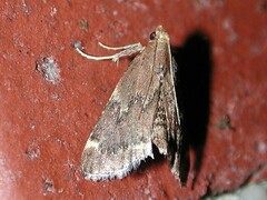 Hypsopygia intermedialis