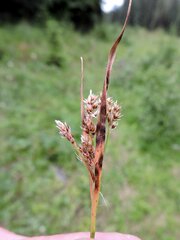Luzula multiflora