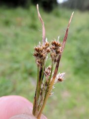 Luzula multiflora