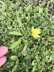Pyrrhopappus pauciflorus