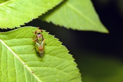 Hedriodiscus trivittatus