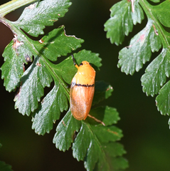 Monecphora cingulata
