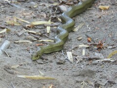 Galvarinus chilensis